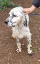 Foto Max setter