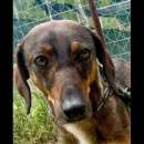 Foto MELAMPO, OCCHIONI DOLCI, CAGNOLINO IN ADOZIONE