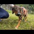 Foto MELAMPO, TIMIDO E REMISSIVO,  CAGNOLINO DA ADOTTARE