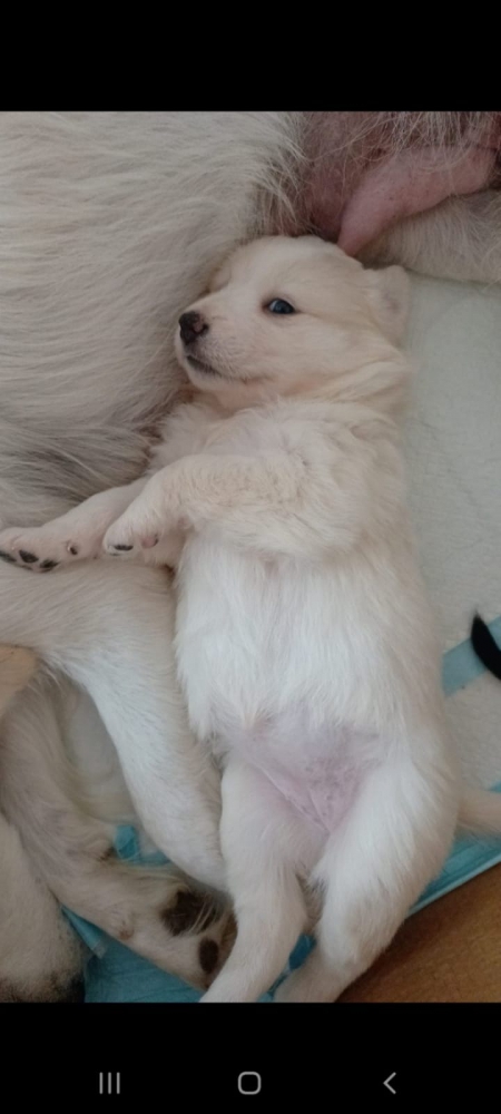 Foto Meravigliosa cagnolina di 3 mesi
