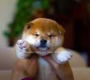 Foto meravigliosi cucccioli di Shiba Inu con pedigre Enci- Fsa - deposito DNA