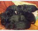 Foto Meravigliosi cuccioli di SCHNAUZER GIGANTE NERO.