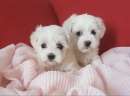 Foto Meravigliosi e bianchissimi cuccioli maltese