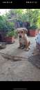 Foto Meraviglioso cucciolo simil bassotto