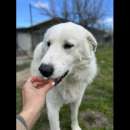 Foto MESCAL SOCIEVOLE E BELLISSIMO RESTITUIAMOGLI LA LIBERT�: CANE IN ADOZIONE