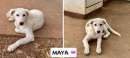 Foto MESI, FIORELLA, LILLY, MAYA, MATS, 5 MESI: CERCANO UNA FAMIGLIA PER SEMPRE!