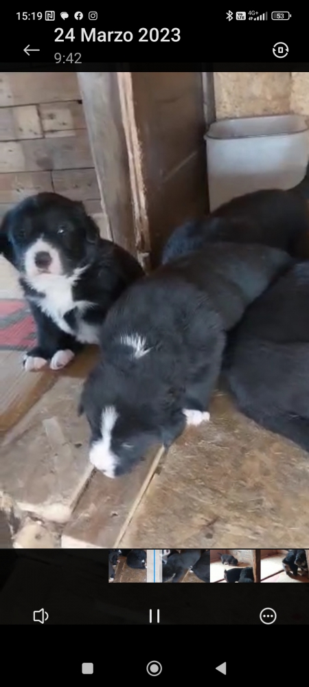 Foto Meticci labrador e lupo svizzero 