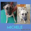 Foto MICHELE, UNO SFORTUNATO FRA TANTI