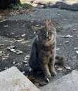 Foto Micia tigrata circa 2anni viene cacciata da tutti!FROSINONE