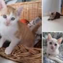 Foto Micini rosso, tigrato e simil siamese cercano casa