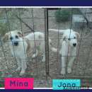 Foto Mina e Jona cuccioli taglia media grande