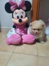Foto Mini cucciolo spitz della pomerania nano vaccinato sesso femmina