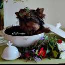 Foto Mini mini Yorkshire Terrier Toy
