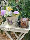 Foto Mini Toy Mini Yorkshire Terrier