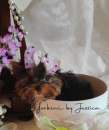 Foto Mini Yorkshire Terrier mini mini toy