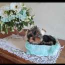 Foto Mini Yorkshire Terrier Toy