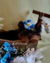 Foto Mini Yorkshire Terrier Toy