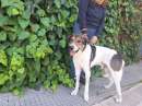 Foto Miro dolcissimo cagnolone