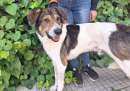 Foto Miro dolcissimo cagnolone