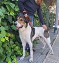 Foto Miro dolcissimo cagnolone
