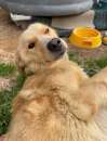Foto Mix Golden 2anni femmina sottopeso A CATENA DA MARZO! LAZIO