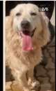 Foto Mix Maremmano/Golden 4anni gli han tagliato coda ed orecchie da cuccioloCALABRIA