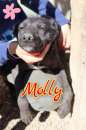 Foto Molly nata a ottobre 2023, manto quasi tutto nero