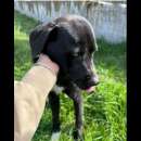 Foto MORGANA,  CAGNOLINA IN ADOZIONE