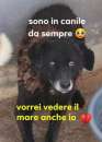Foto NERINA 10anni dolcisssima  SUD