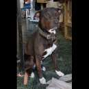 Foto NERINO CAGNOLINO IN ADOZIONE