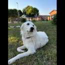 Foto NEVE MERAVIGLIOSA CAGNOLINA IN ADOZIONE
