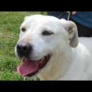 Foto NEVE; SPLENDIDA CAGNOLONA, DIMENTICATA IN CANILE,  IN ADOZIONE