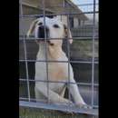 Foto NEVE; SPLENDIDA CAGNOLONA, DIMENTICATA IN CANILE,  IN ADOZIONE