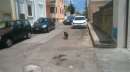 Foto NINO, dolcissimo cagnolino per strada