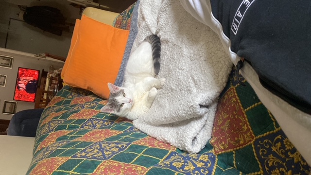 Foto Nome: LULU, Gatto Comune Europeo, 9 mesi circa, Femmina, di colore Bianco a chizze