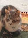 Foto OLIVIA, dolcissima gattina abbandonata