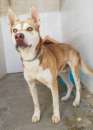 Foto Orange simil husky in adozione