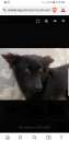 Foto ORSETTA, 7 ANNI, , tipo Pastore Belga
