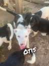Foto Otis cucciolo