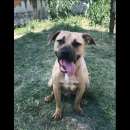 Foto OTIS VIVACE ALLEGRO, MENDICA CAREZZE CANE IN ADOZIONE