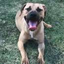 Foto OTIS VIVACE ALLEGRO, MENDICA CAREZZE CANE IN ADOZIONE