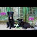 Foto PAOLA E PERLA DOLCISSIME CUCCIOLE IN ADOZIONE