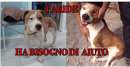 Foto PARIDE, giovane Amstaff in cerca di casa