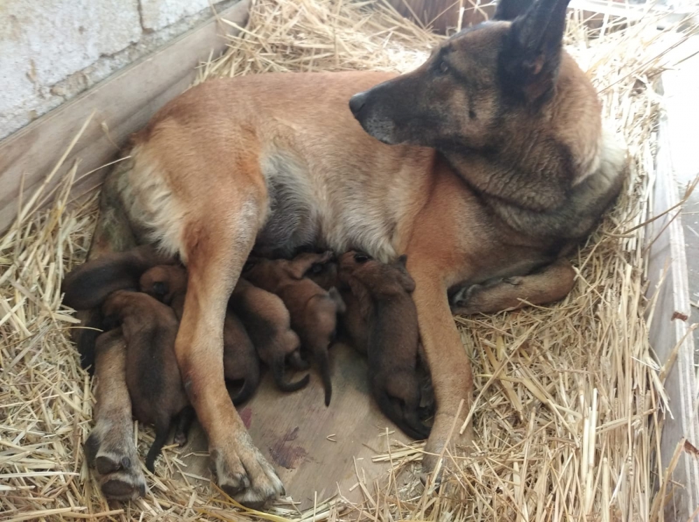 Foto Pastore Belga Malinois Allevamento e Cuccioli Puglia Campania Basilicata