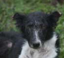 Foto PATTY, quel che resta di un border collie
