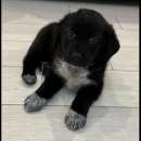 Foto PAULINE, ADORABILE CUCCIOLA IN ADOZIONE
