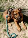 Foto PAZZY DOLCISSIMA CAGNOLINA E I SUOI CUCCIOLI IN ADOZIONE