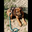 Foto PAZZY TIMIDA E DOLCISSIMA; CAGNOLINA IN ADOZIONE