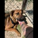 Foto PAZZY TIMIDA E DOLCISSIMA; CAGNOLINA IN ADOZIONE Foto PAZZY TIMIDA E DOLCISSIMA; CAGNOLINA IN ADOZIONE