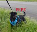 Foto Pepe il piccolo cagnolino simpatico